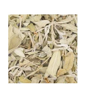 SALVIA