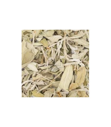SALVIA